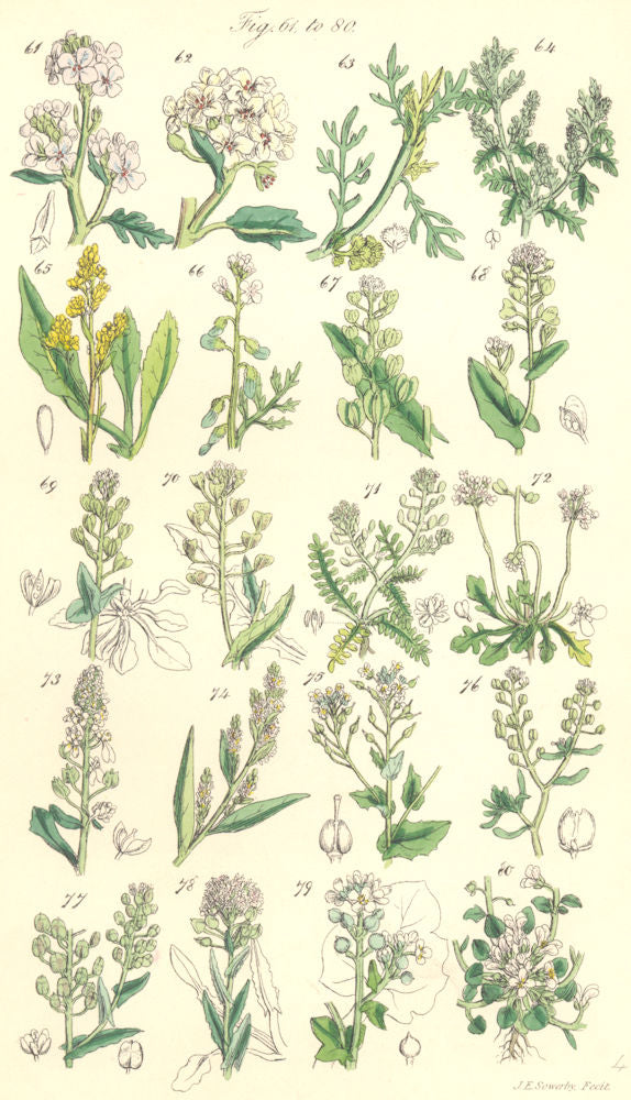 WILD FLOWERS.Rocket Kale Cress Woad Shepherd Purse Candy Tuft Wort.SOWERBY 1890